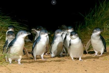 Phillip Island Penguin Parade Day Tour