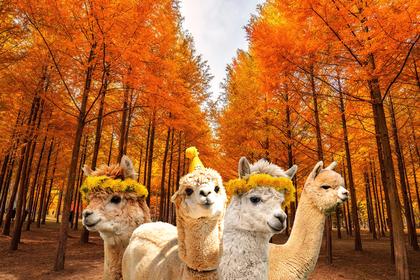 Nami Island All-in-One: Alpaca, Rail Bike, Morning Calm