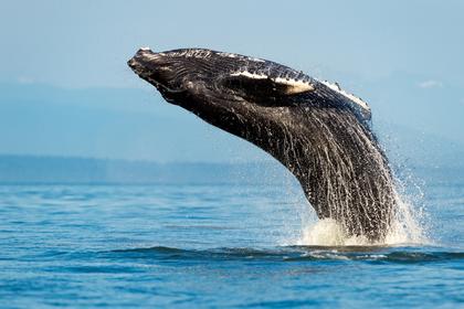 Sydney Whale Watching Cruise
