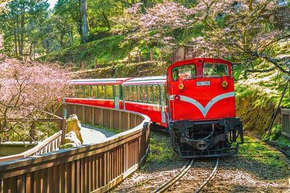 Alishan Day Tour dari Taichung/Chiayi