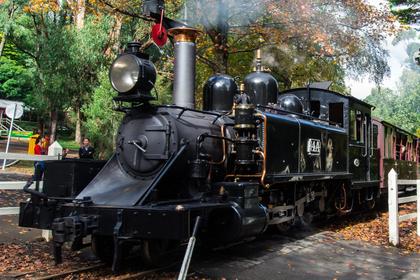Puffing Billy & Phillip Island Wildlife Tour