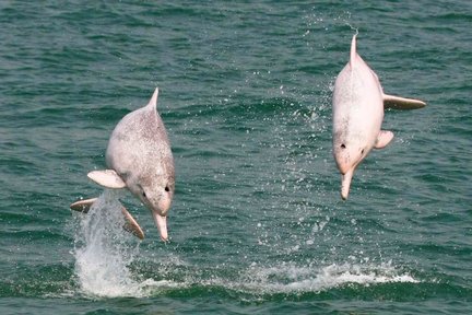 Tour de avistamiento de delfines rosados