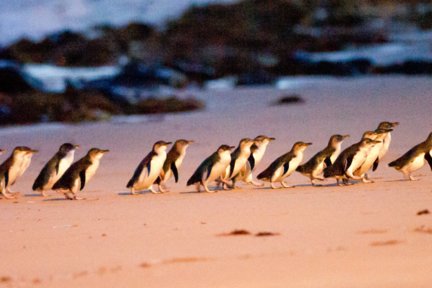 Visite de Phillip Island au départ de Melbourne