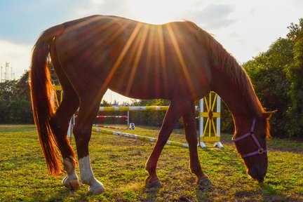 Tamsui Horse Riding Experience in New Taipei