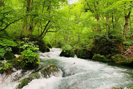 青森県十和田市・奥入瀬渓流 半日ウォーキングツアー