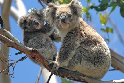 希爾斯維爾野生動物保護區 & 菲利普島野生動物園導覽一日遊