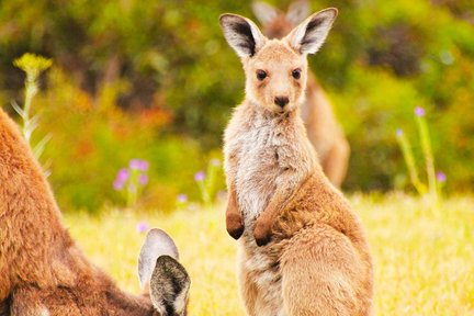 Road to Kangaroo Island Tour