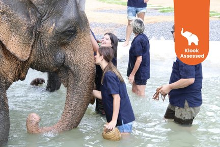 Samui Elephant Home Half Day Caring Experience