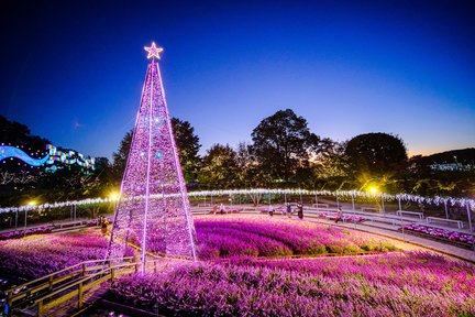 Tochigi Prefecture Bus One-Day Tour: Ashikaga Flower Park Light Show & All-You-Can-Eat Strawberry Picking & Orihime Shrine (Departing from Tokyo)