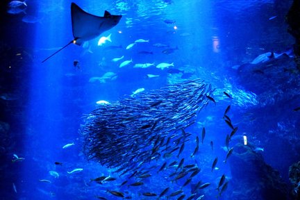 Billet d'entrée à l'aquarium de Kyoto