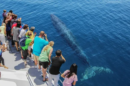 奥克兰观鲸海豚游船 (Auckland Whale and Dolphin Safari Cruise)