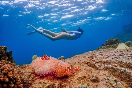 Lawatan Nemo Island dengan Foto Dron & Makan Tengah Hari (Bertolak dari Bangkok)