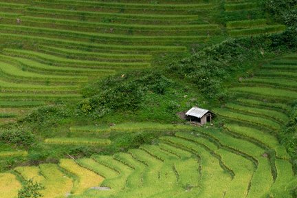 Excursion d'une journée de trekking à Lao Chai et au village de Ta Van