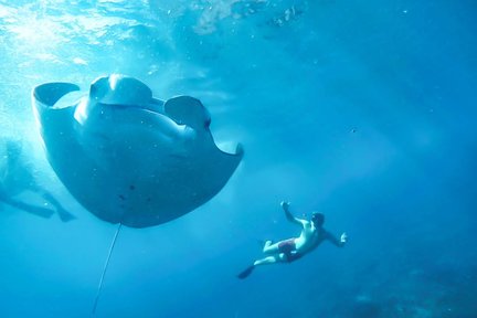 Esperienza di snorkeling a Nusa Lembongan e Manta Bay