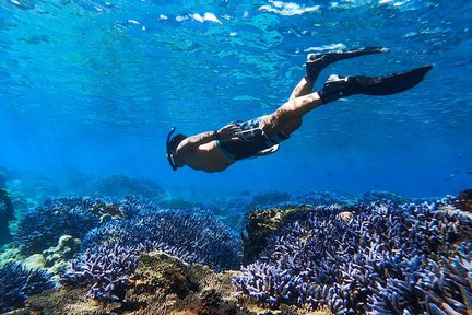 Penghu: Empat Pulau Selatan / Lokasi Penyelaman Ganda Dongyuping untuk Menjelajahi Teluk Starfish & Lavender / Tur Satu Hari Taman Karang Nemo