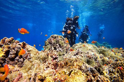 Taitung｜Lanyu Landi Diving｜Experience Diving