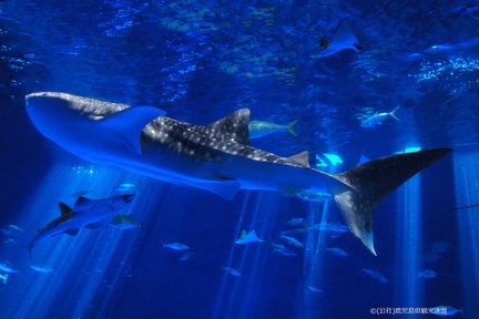 Kagoshima City Aquarium Ticket in Kyushu