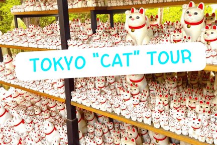 Gotokuji Cat temple, Shinjuku Cat cafe and 3D Cat tour (Tokyo)