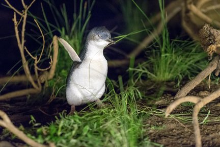 Desfile de pingüinos Excursión a la isla Phillip desde Melbourne