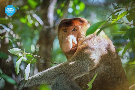 Bako National Park Day Tour in Sarawak