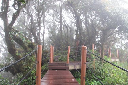 Lawatan Separuh Hari ke Mossy Forest di Cameron Highlands