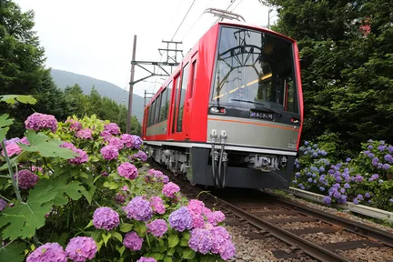 Hakone Hydrangea Train, Pirate Ship & Lunch at Hotel de Yama