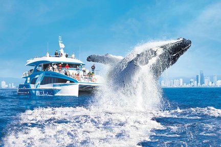 Croisière d'observation des baleines Sea World