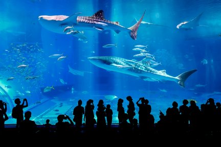 沖縄美ら海水族館 日帰りバスツアー（那覇or北谷発 / 入館チケット付き）