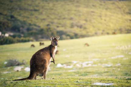 3D2N Kangaroo Island Adventure Tour