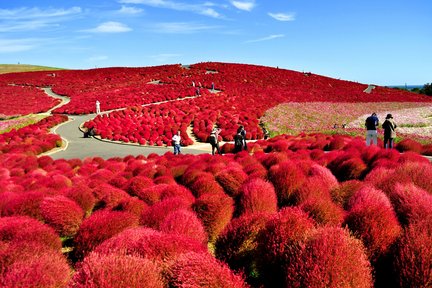 Hitachi Seaside Park & Ashikaga Flower Park One-day Flower Viewing & Autumn Tour