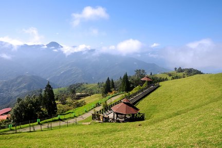 Excursion d'une journée à la ferme Nantou Qingjing et à la montagne Hehuan au départ de Taichung