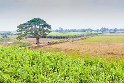 Tour Huế Nửa Ngày Tham Quan Cây "Mắt Biếc" & Đầm Chuồn, Rừng Rú Chá