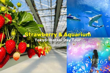 Ibaraki All-you-can-eat Strawberry Picking & Oarai Aquarium Day Tour