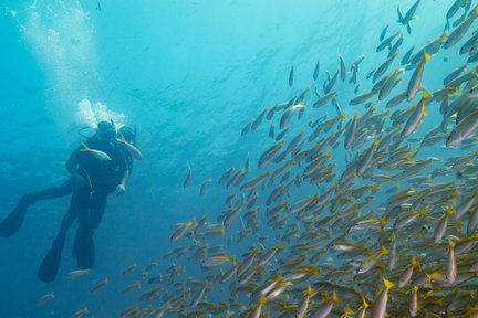 Trải Nghiệm Lặn Bình Dưỡng Khí Cả Ngày ở Đảo Koh Lipe