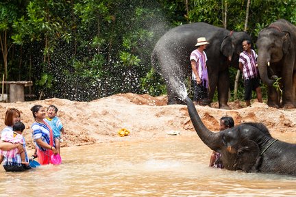 Kerchor Elephant Family Phuket Sanctuary Half Day Visit