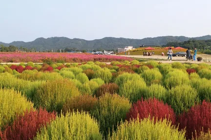 京畿/仁川秋季赏枫赏花一天团 杨州 Nari 公园/仁川梦想公园+斜坡滑车+传灯寺+正西津+马场湖水+Starfield+恩平韩屋村