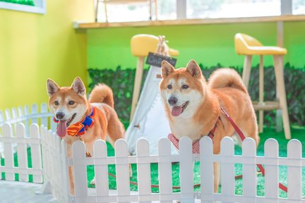 On Dog Dog Cafe - Pet Interaction Experience | Pet Grooming | Kwai Chung