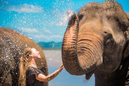 Elephant Experience on Phuket Beach by Lily Elephant Camp
