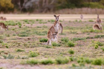 Kangaroos and Mountain Views Morning Tour