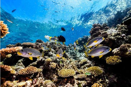 Cairns Dreamtime Snorkel Experience