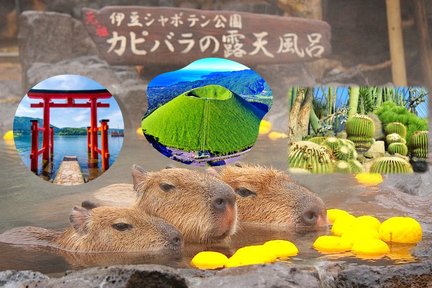 【季節限定】箱根・伊豆日帰りツアー | 箱根神社＆伊豆シャボテン動物園＆カピバラ温泉＆大室山（東京発）