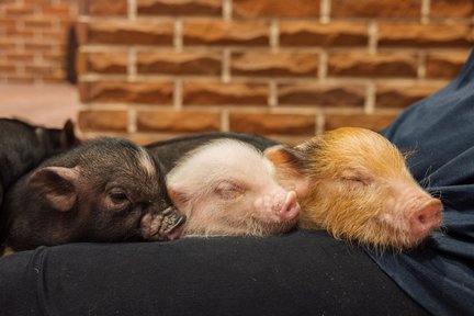 Private Room Micro Pig Cafe with Feeding Experience (Yokohama）