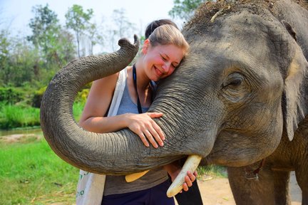 Excursion d'une journée au parc de retraite des éléphants de Chiang Mai avec programme de soins aux éléphants et activités de plein air