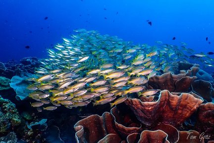 Voyage de plongée amusant à El Nido avec PADI 5 Star Dive Resort