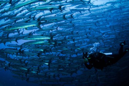 Pakej Menyelam 4 Hari 3 Malam di Pulau Mabul dengan PADI Dive Center