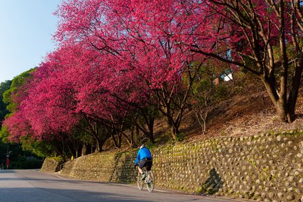 Tour Riêng Trong Ngày đến Quán Trà Maokong và Phố Cổ Đậu Hũ Shenkeng