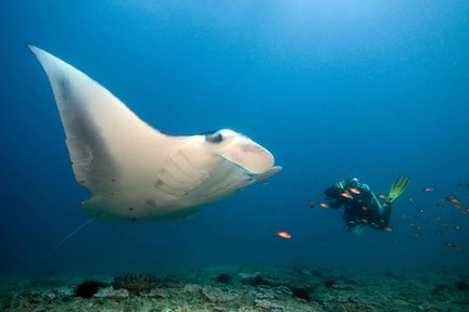 Nusa Lembongan & Nusa Penida Dive Duo: 2 Dives with PADI 5* Center