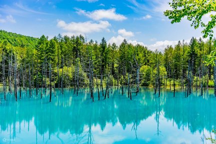 Tagesausflug zum Asahiyama Zoo und zum Biei Blue Pond in Hokkaido