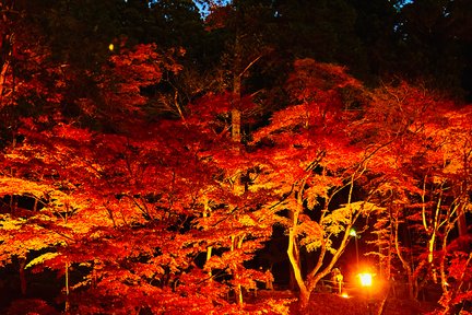 永保寺紅葉・香嵐渓・四季桜 日帰りツアー（名古屋発）