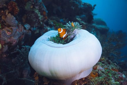 Ekspedisi Diving Pulau Menjangan: Eksplor dengan PADI 5* Dive Center